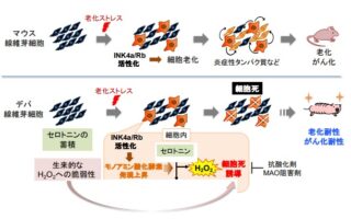 ハダカデバネズミでは老化細胞が特有のセロトニン代謝制御により細胞死を起こすことを発見 – デバ研_ウェブサイト - honda nsx type r price philippines