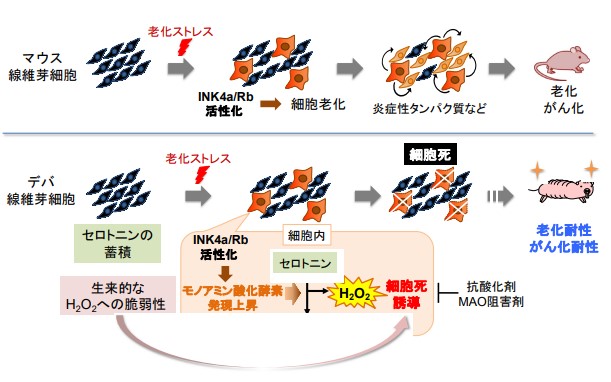 細胞機能と代謝マップ I: 細胞の代謝・物質の動態 [大型本] 日本生化学会 細胞機能と代謝マップ I: 細胞の代謝・物質の動態 | 日本生化学会 |本