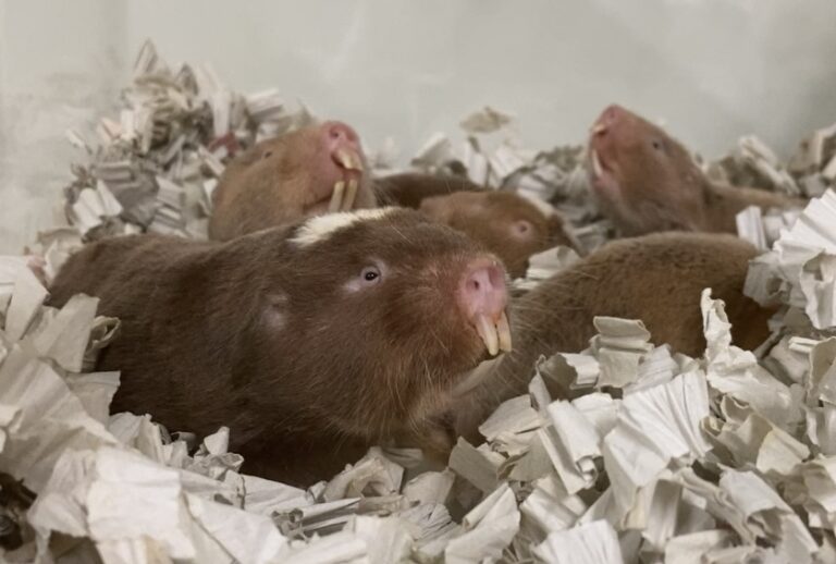 熊本市動植物園にハダカデバネズミとダマラランドデバネズミを提供しま